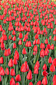 'Madame Lefeber' Tulipa fosteriana