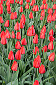 Tulipa fosteriana 'Madame Lefeber'