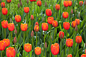 Tulipa 'World´s Favourite'