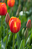 Tulipa World's Favourite