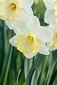 Narcissus, white