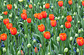 Tulipa 'World´s Favourite'