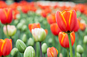 Tulipa 'World´s Favourite'