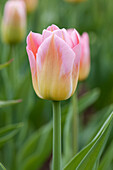 Tulipa 'Tom Pouce'