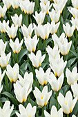 Tulipa, white