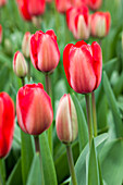 Tulipa Red Impression