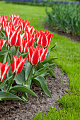 Tulipa greigii