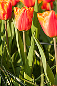 Tulipa, orange