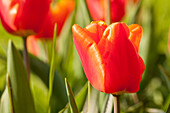 Tulipa, orange