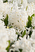 Hyacinthus orientalis 'Aiolos'