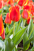 Tulipa greigii Treasure