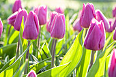Tulipa, violett