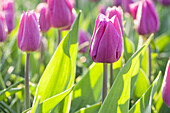 Tulipa violet