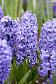 Hyacinthus orientalis Blue Star