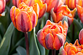 Tulipa