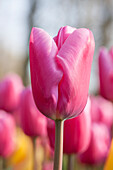 Tulipa, pink