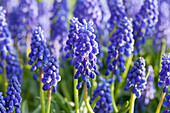 Muscari