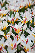 Tulipa