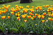 Tulipa kaufmanniana 'Stresa'