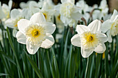 Narcissus, white