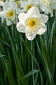 Narcissus