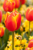 Tulipa, yellow-red