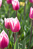 Tulipa 'Dream World'