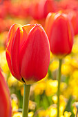 Tulipa, red