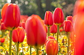 Tulipa