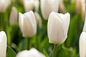 Tulipa, white