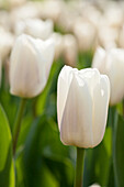 Tulipa, white