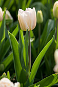 Tulipa