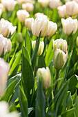 Tulipa, white