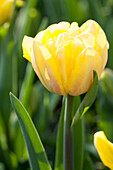 Tulipa, yellow