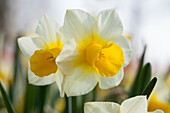 Narcissus