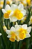 Narcissus