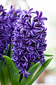 Hyacinthus orientalis, blauviolett