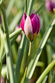 Tulipa pulchella 'Persian Pearl'