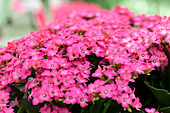 Kalanchoe blossfeldiana, pink