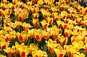 Tulipa fosteriana