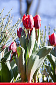 Tulipa, red