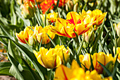 Tulipa, yellow-red