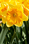 Narcissus