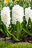 Hyacinthus orientalis 'Fairly'