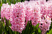 Hyacinthus orientalis Pink Surprise