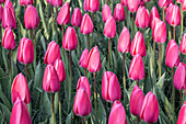 Tulipa, pink