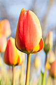 Tulipa, orange