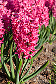 Hyacinthus orientalis, red