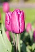 Tulipa Purple Prince