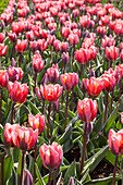 Tulipa, red